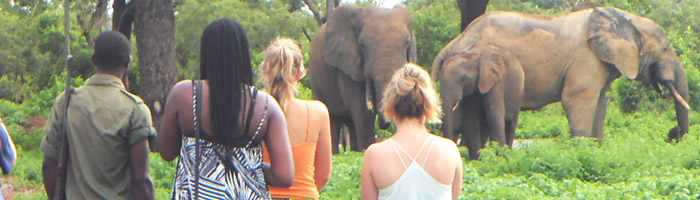 Mole National Park - top 10 things to do in Ghana 2021